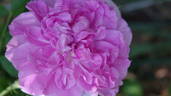 Mrs. Doreen Pike rose photo