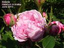 Sidonie rose photo