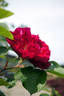 Berger's Erfolg rose photo