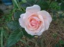 Audrey Hepburn rose photo