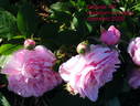 Sidonie rose photo