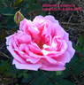 Blatenskà Kràlovna rose photo