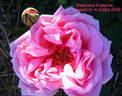 Blatenskà Kràlovna rose photo