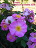 Theano rose photo