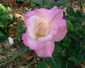 Clouds of Glory rose photo