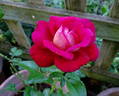 Copacabana rose photo