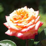 Anniversary Fukuyama rose photo