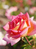 Kasuya no Sato rose photo