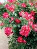 Red Cottage rose photo