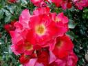 Red Cottage rose photo