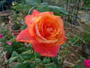 Sundowner rose photo