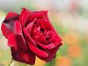 Kurochō rose photo