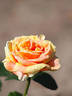Kihachijou rose photo