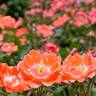 Karen rose photo