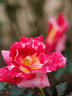 Jean Adrien Mercier ® rose photo
