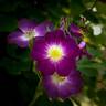 Parfait Amour rose photo
