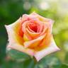 Super Sun rose photo