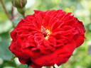 Don Marshall rose photo