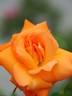 Honey Child rose photo