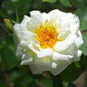 Anna Zinkeisen rose photo