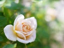 Paper Doll rose photo
