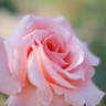 Kia Ora rose photo