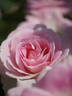 Harunomai rose photo