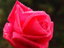 Big Dream rose photo