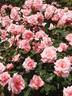 Princess Aiko rose photo