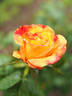 Yellow Pages rose photo