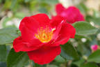 Jill Dando rose photo
