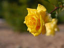Strabo Babylon rose photo