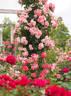 Sakuragasumi, Cl. rose photo