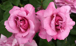 Tutu Mauve rose photo