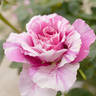Kusudama rose photo