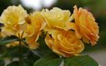 Burma Star rose photo
