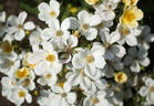 Fairy Wings rose photo