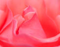 Akane-Gumo rose photo