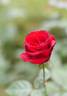 Crimson Rosette rose photo