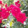 My Darling rose photo