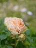 Antique Lace rose photo