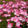 Azumino rose photo