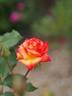 Crazy Horse rose photo