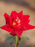 Kagayaki rose photo