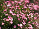 Orihime rose photo