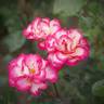 Music, Cl. rose photo
