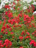 Gloire du Midi rose photo