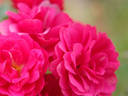 Stadtrat Meyn rose photo