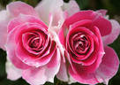 Twins of Regensberg rose photo