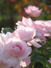 Hana Bonbori rose photo